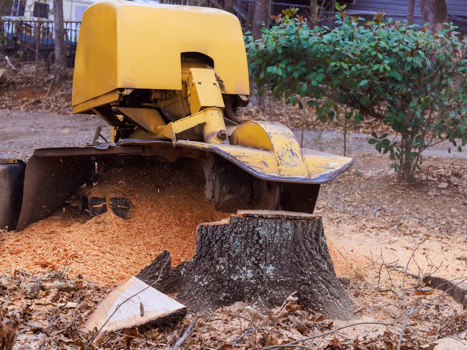 Stump grinder removing a tree stump with wood chips scattered around